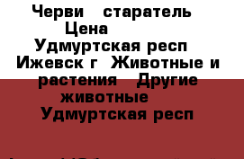 Черви – старатель › Цена ­ 1 500 - Удмуртская респ., Ижевск г. Животные и растения » Другие животные   . Удмуртская респ.